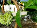 Annona reticulata